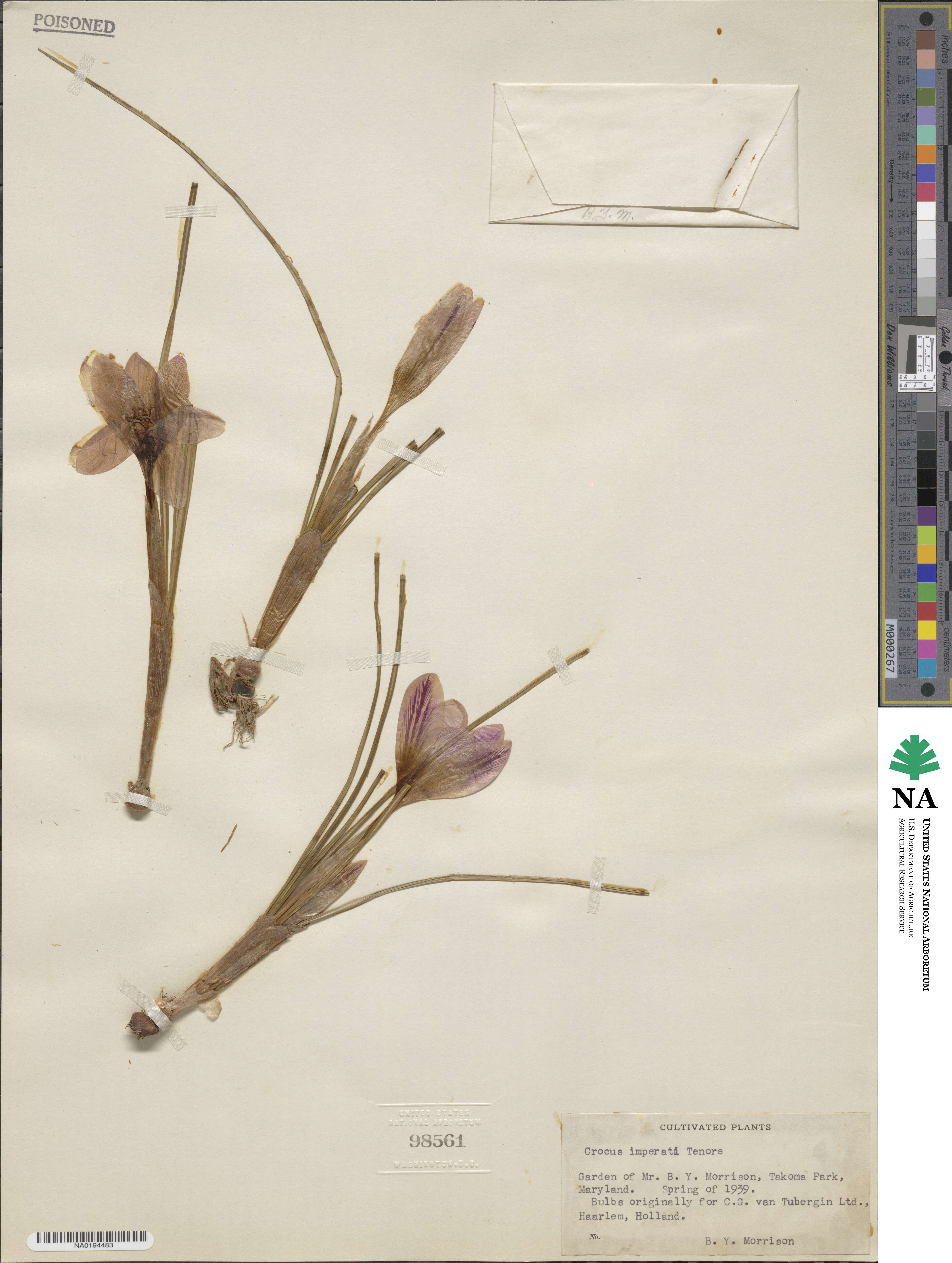 Crocus imperati image