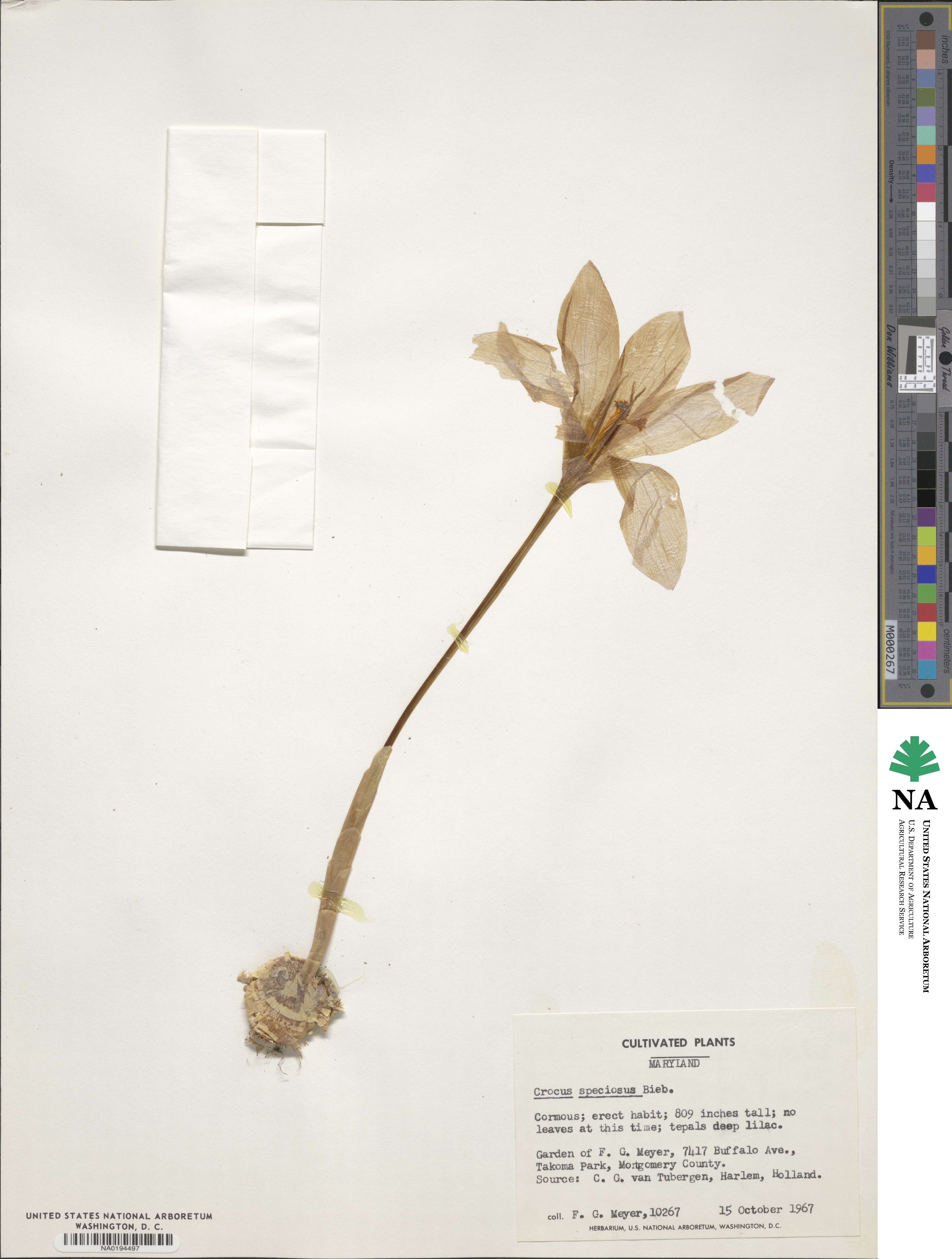 Crocus speciosus image