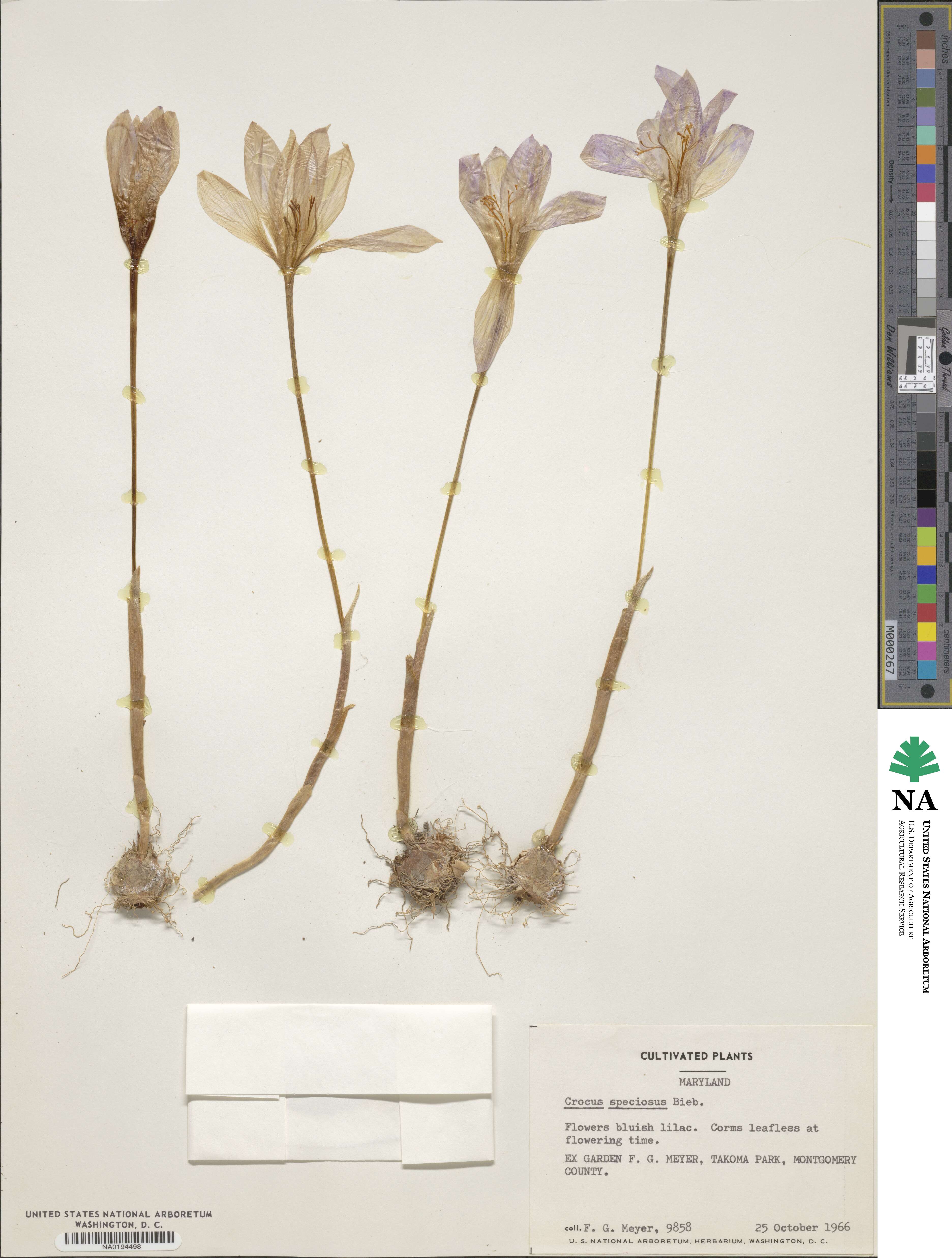 Crocus speciosus image