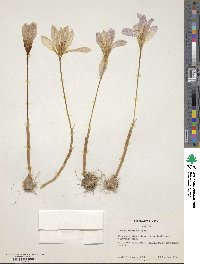 Crocus speciosus image