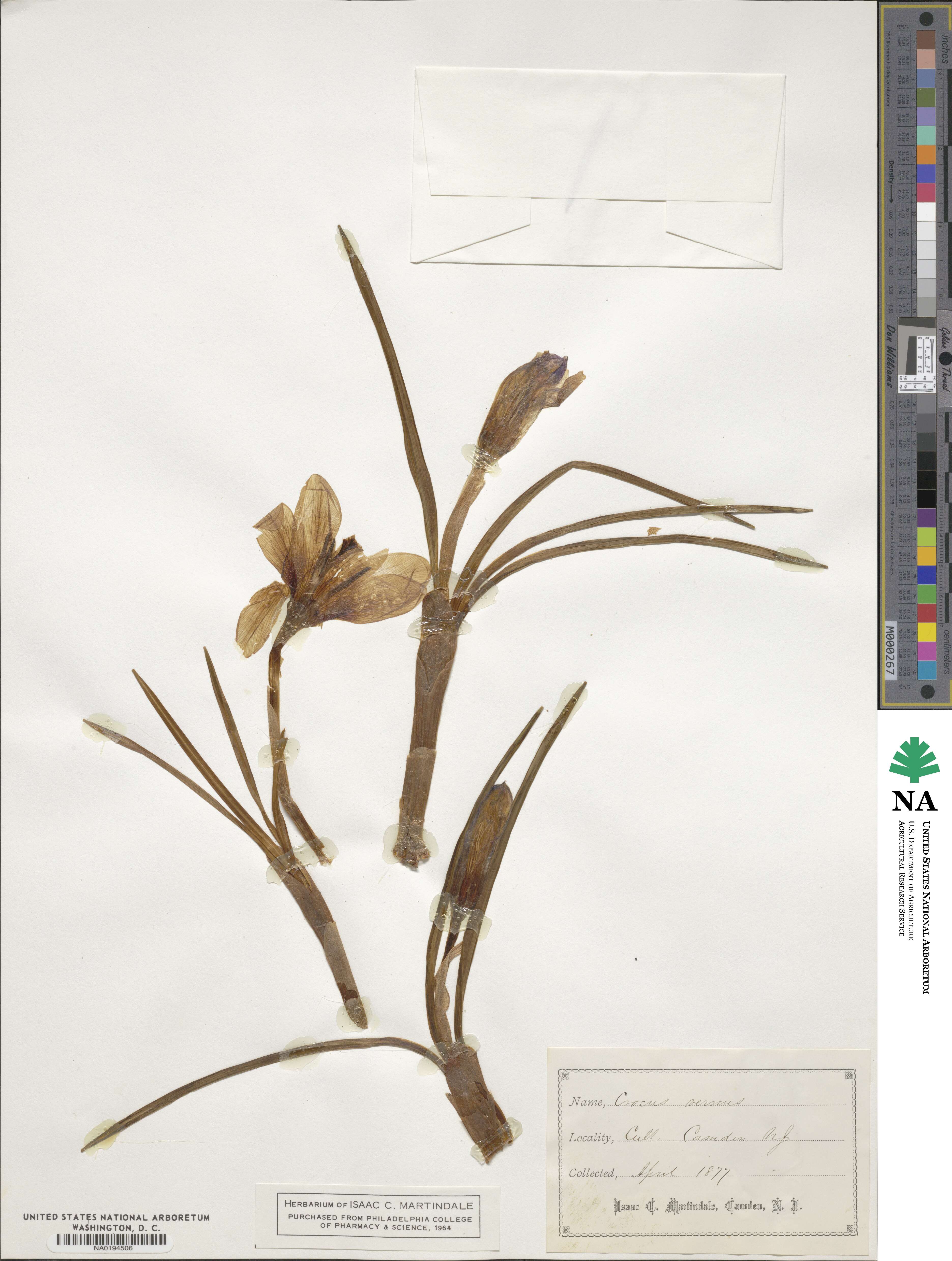 Crocus vernus image
