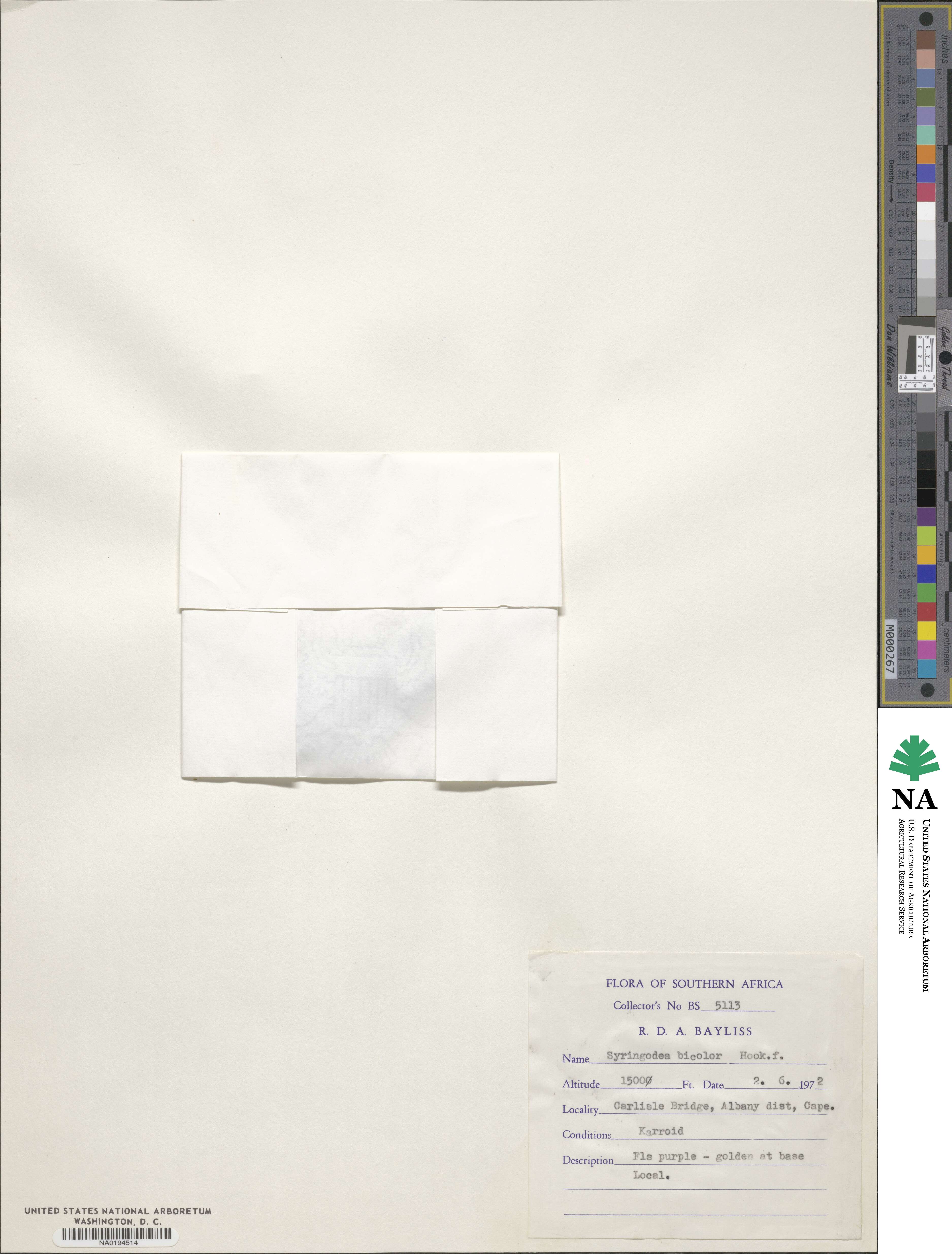 Syringodea bicolor image