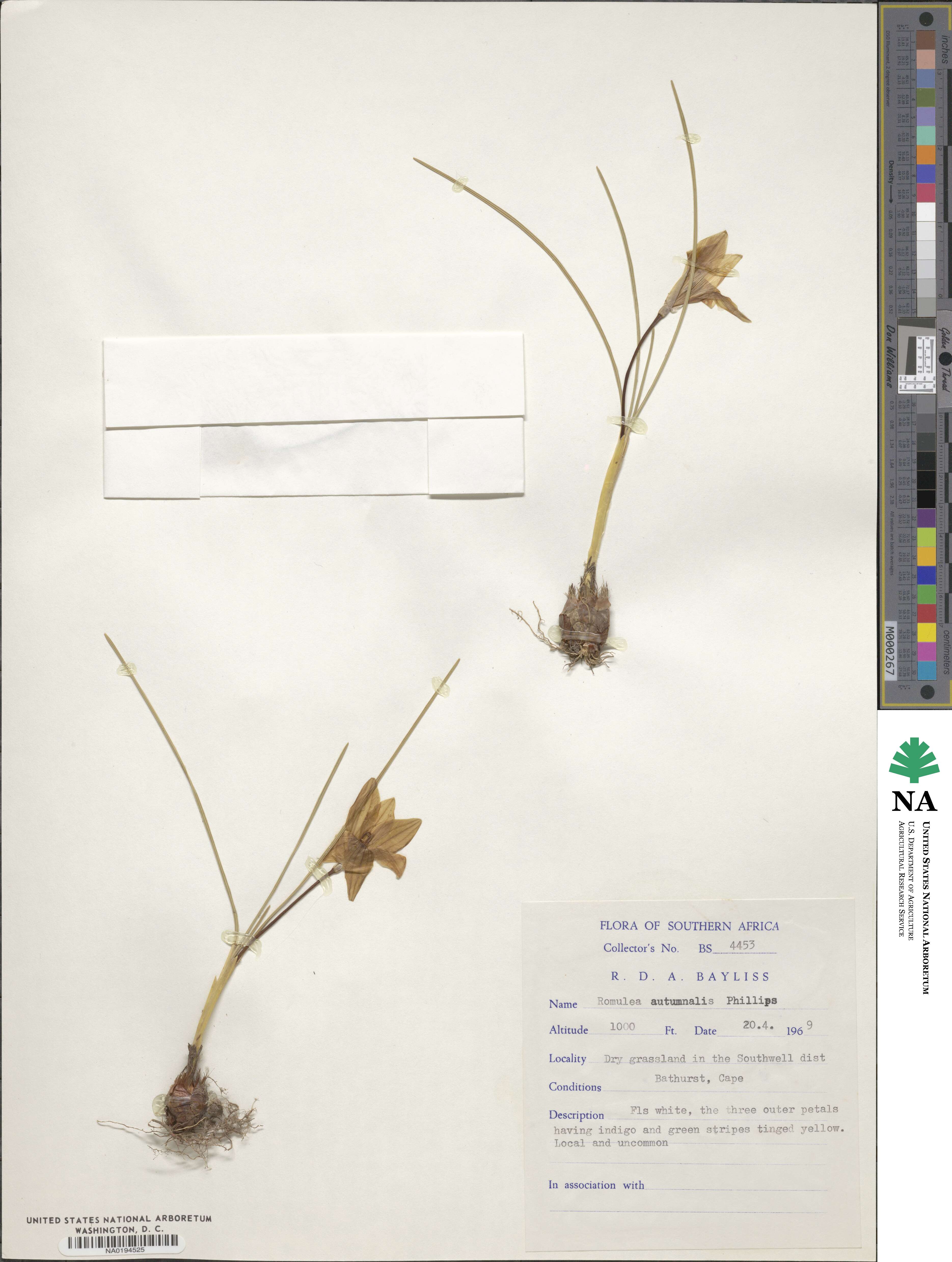 Romulea autumnalis image