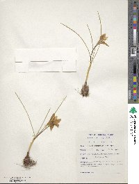 Image of Romulea autumnalis