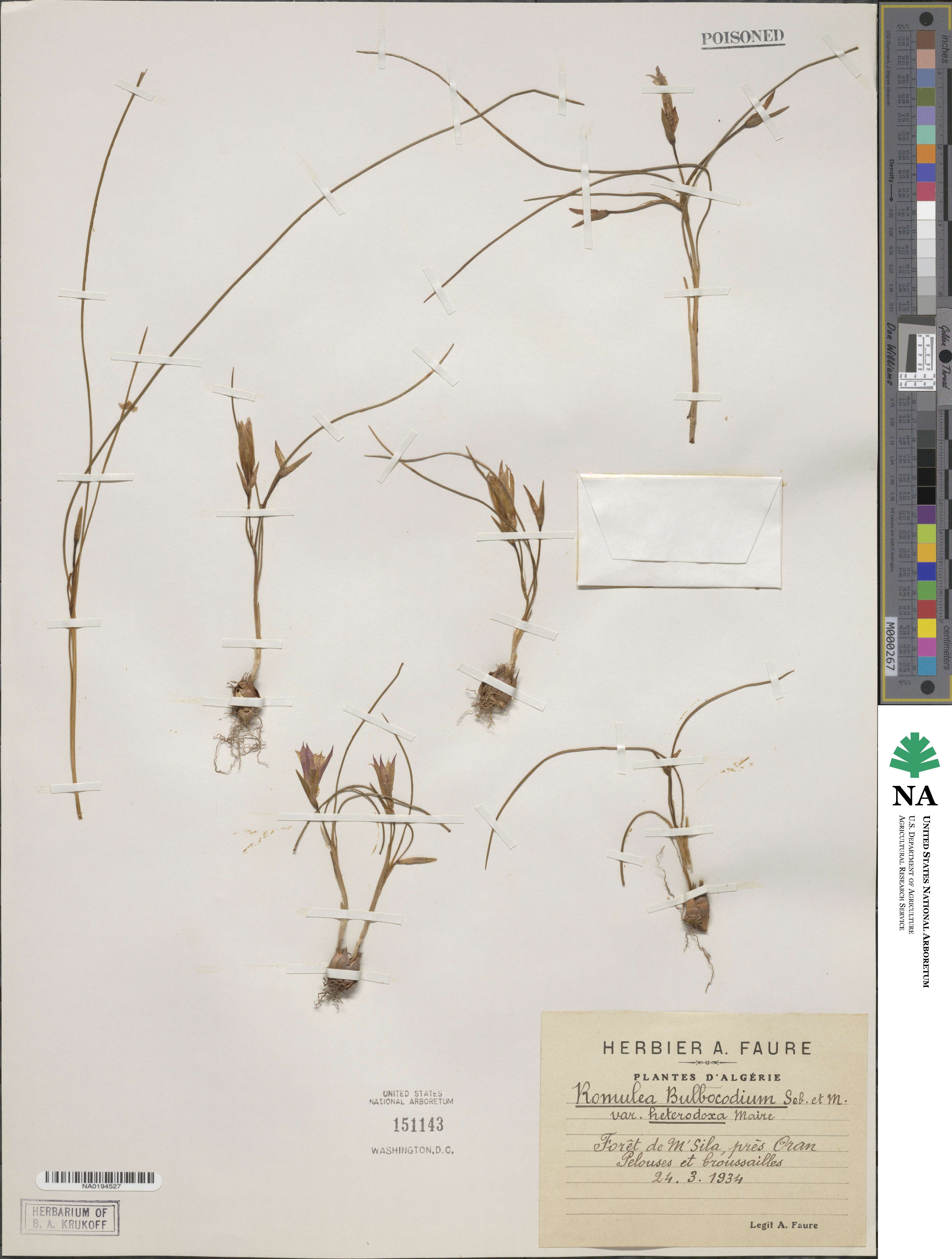 Romulea bulbocodium var. bulbocodium image