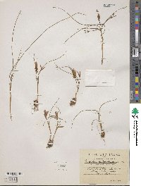 Romulea bulbocodium var. bulbocodium image