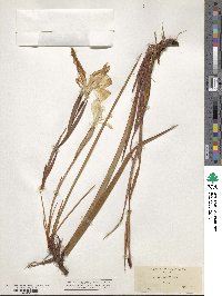 Iris bracteata image