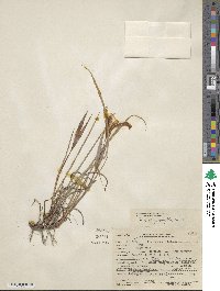 Iris chrysophylla image