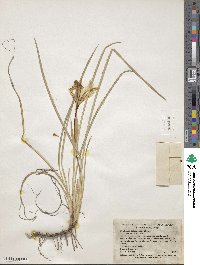 Iris chrysophylla image