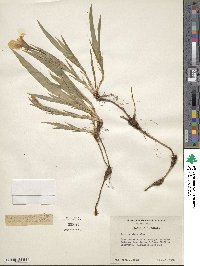 Iris cristata image