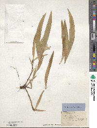 Iris cristata image