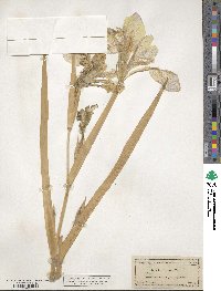 Iris hexagona image