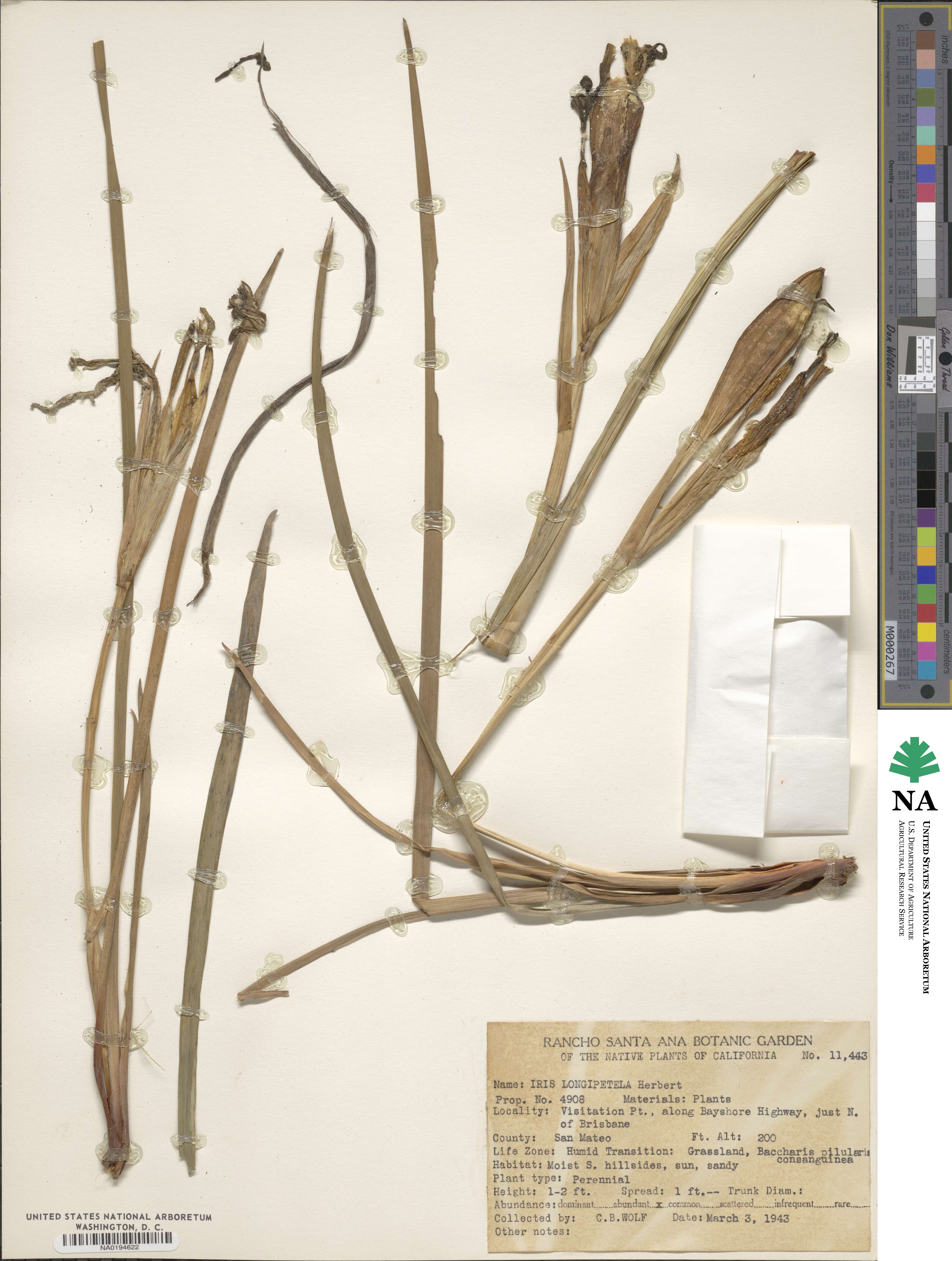 Iris longipetala image