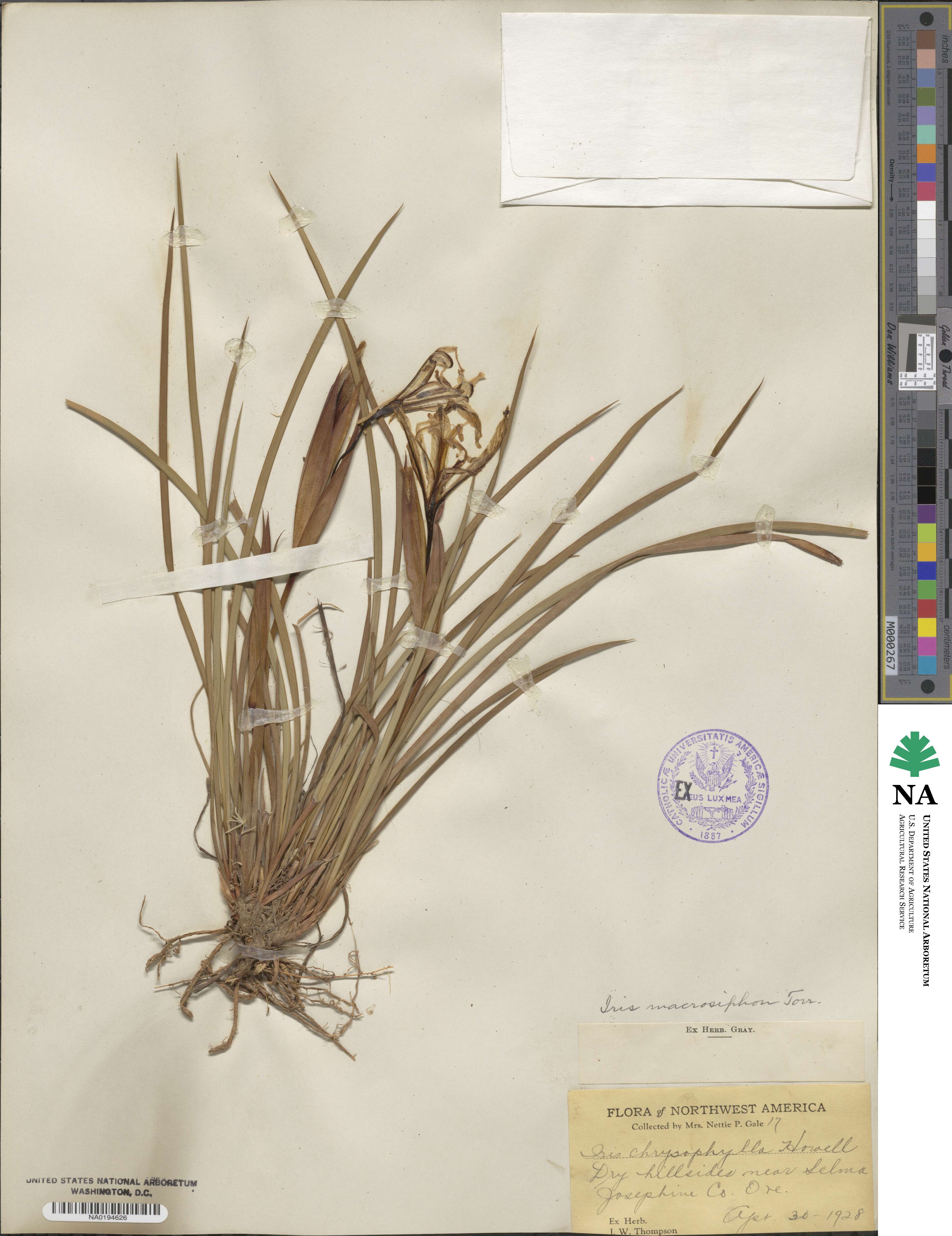 Iris macrosiphon image