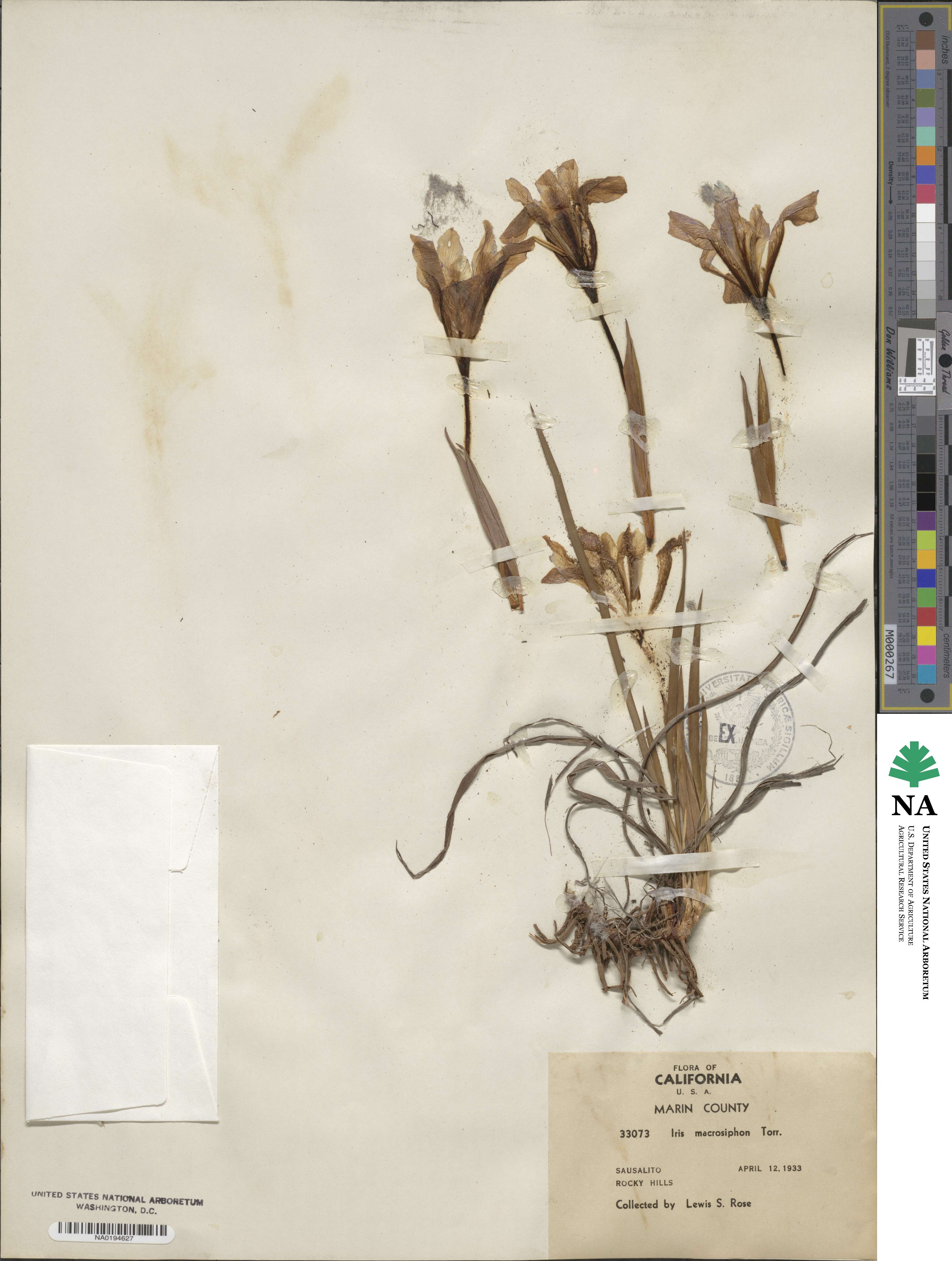 Iris macrosiphon image