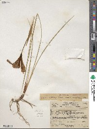 Iris macrosiphon image