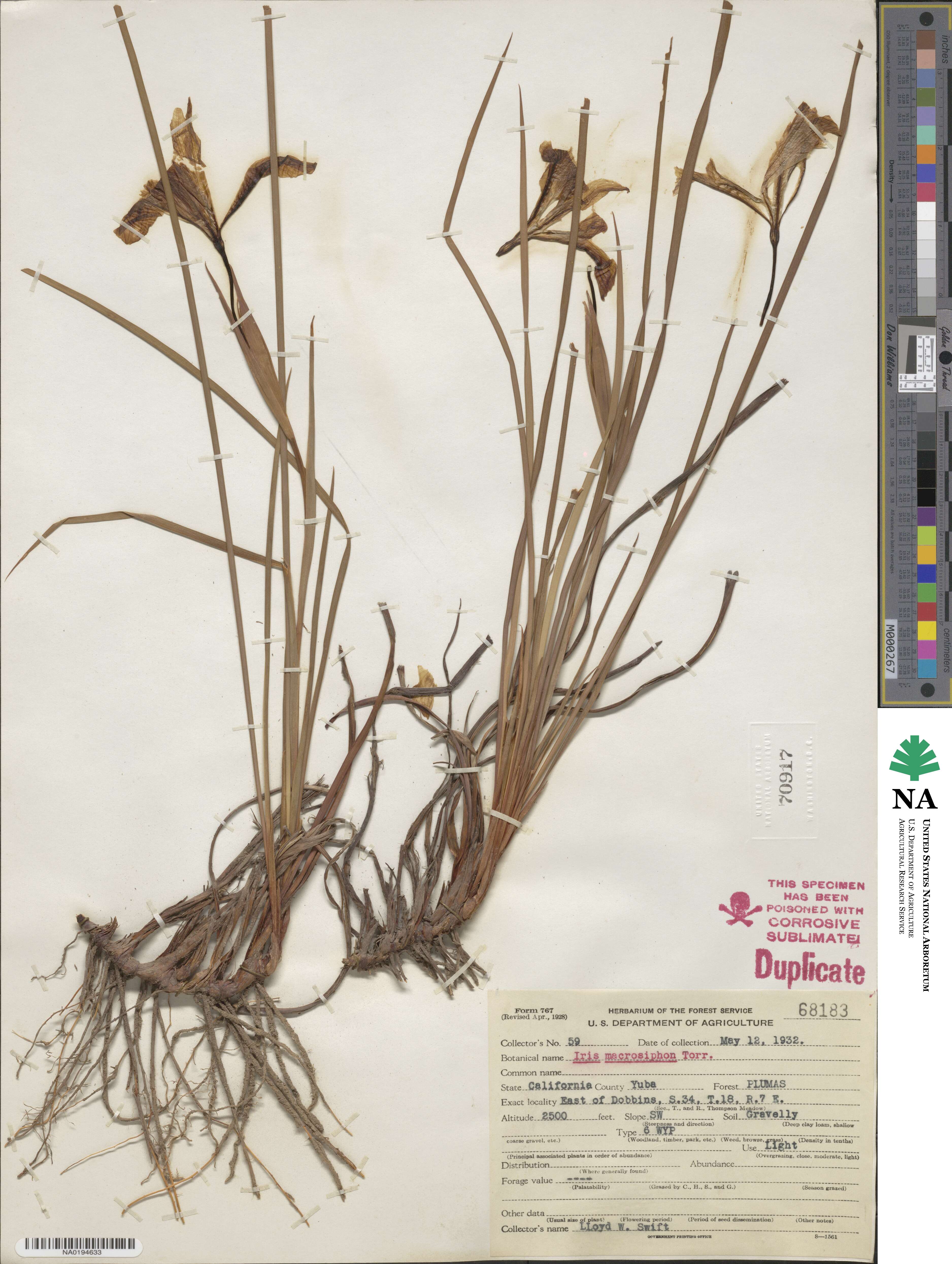 Iris macrosiphon image