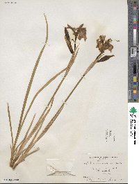 Iris missouriensis image