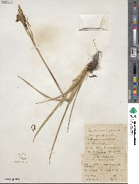 Iris missouriensis image