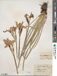 Iris missouriensis image