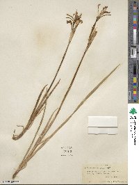 Iris missouriensis image