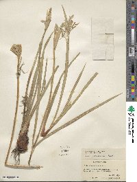 Iris missouriensis image