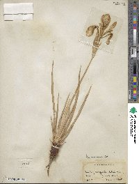 Iris missouriensis image