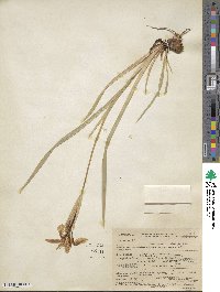 Iris missouriensis image