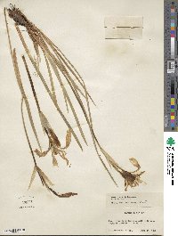 Iris missouriensis image