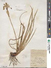 Iris missouriensis image