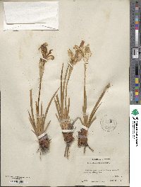 Iris missouriensis image