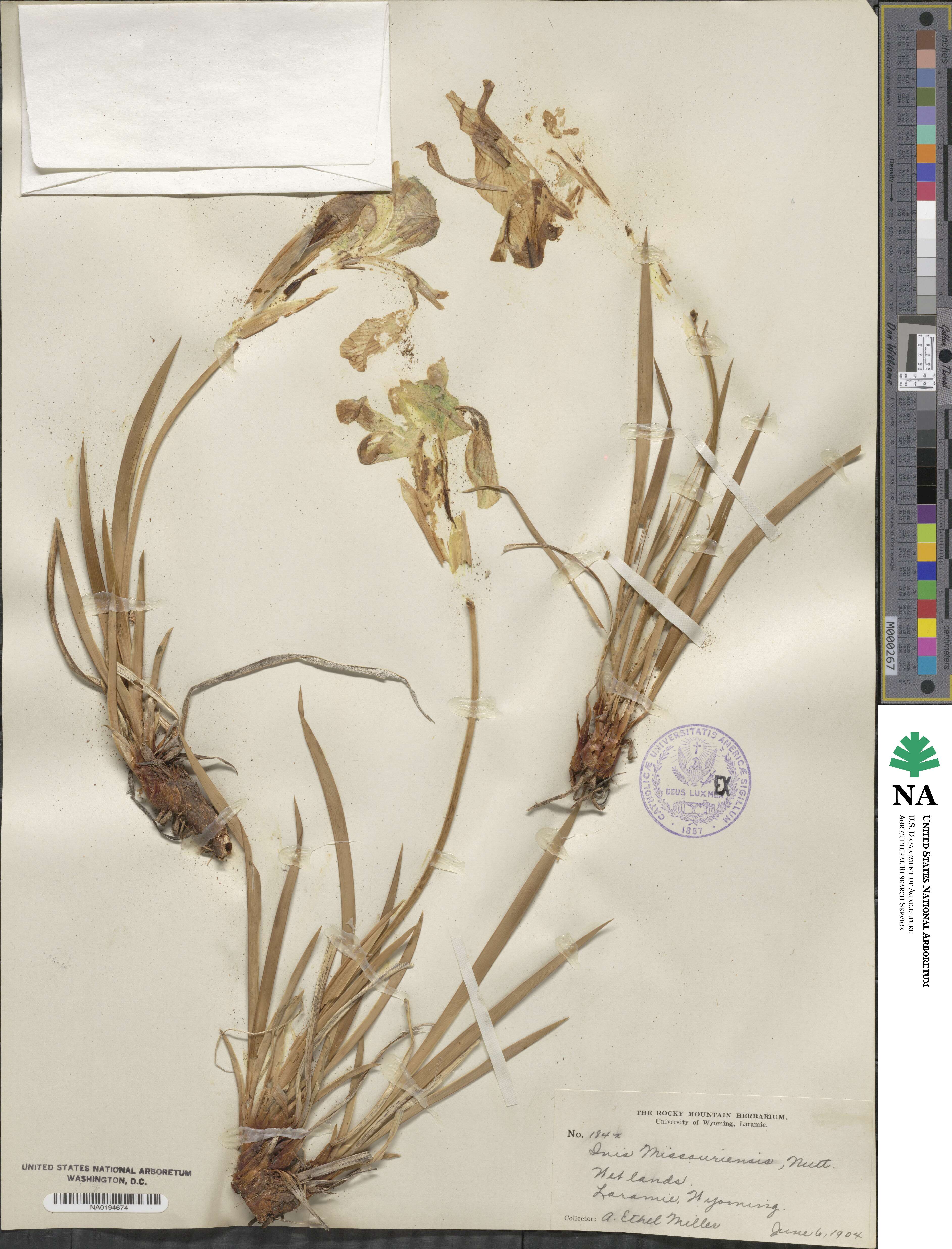 Iris missouriensis image