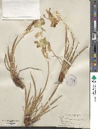 Iris missouriensis image