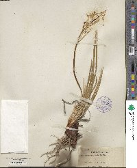 Iris missouriensis image