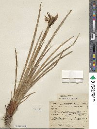 Iris missouriensis image