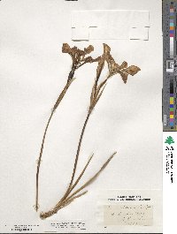 Iris missouriensis image