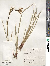 Iris missouriensis image