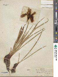 Iris missouriensis image