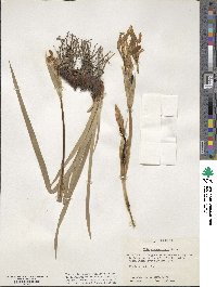 Iris missouriensis image