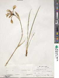 Iris missouriensis image