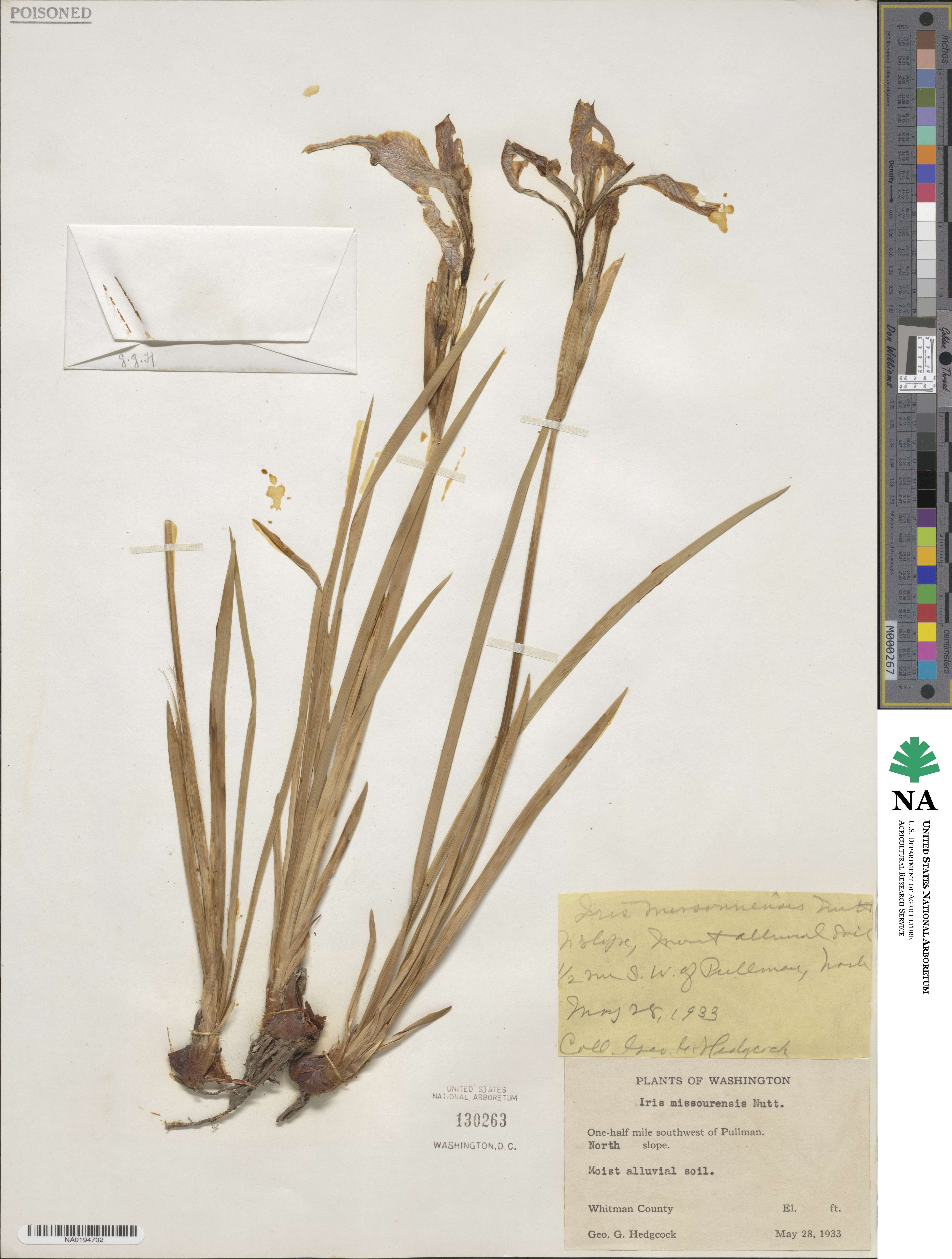 Iris missouriensis image