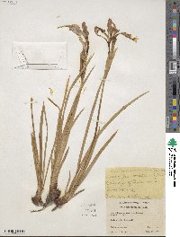 Iris missouriensis image