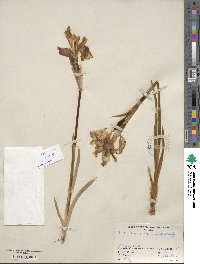 Iris missouriensis image