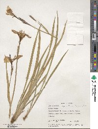 Iris setosa image