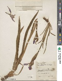 Iris setosa image