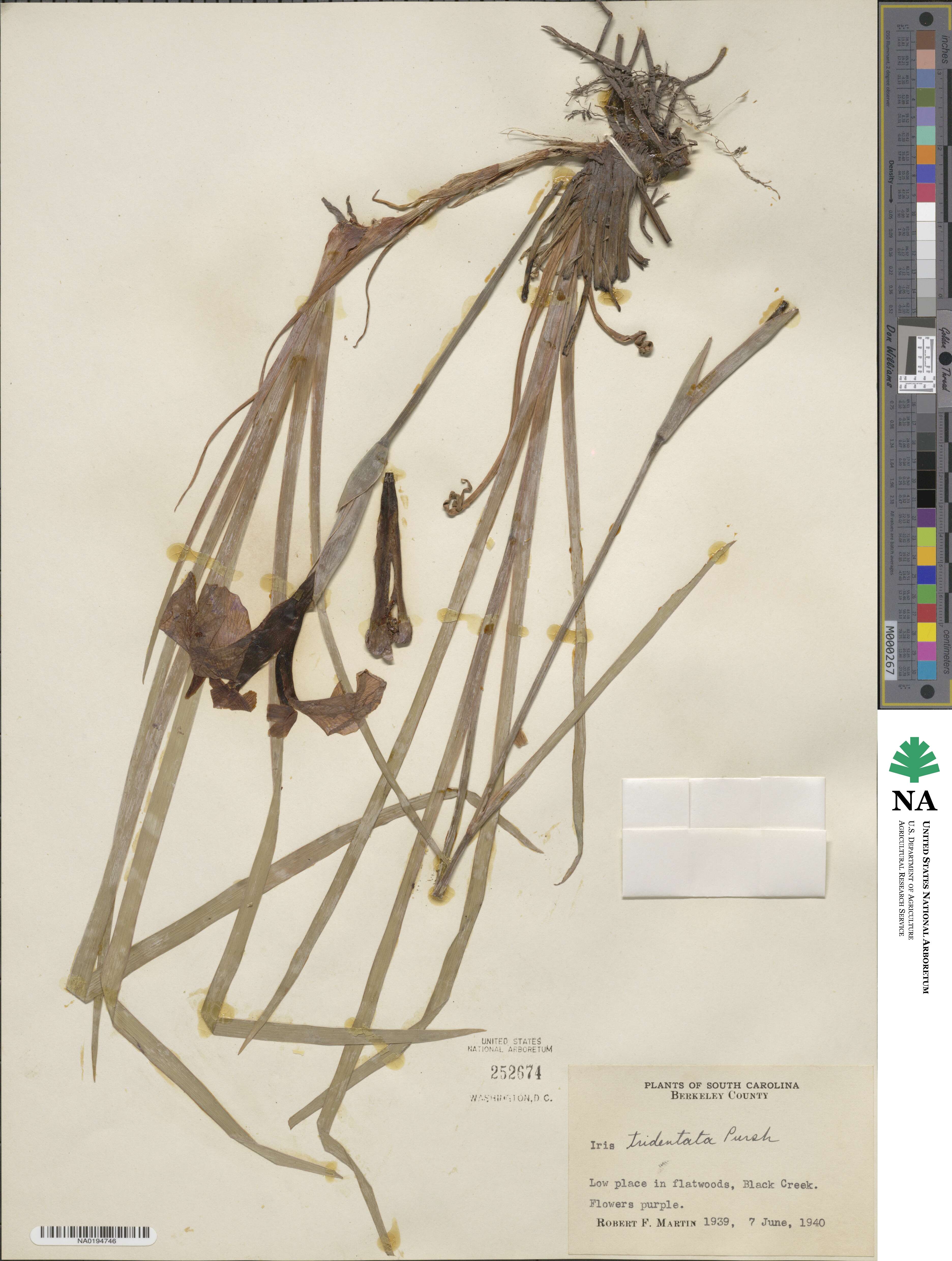 Iris tridentata image
