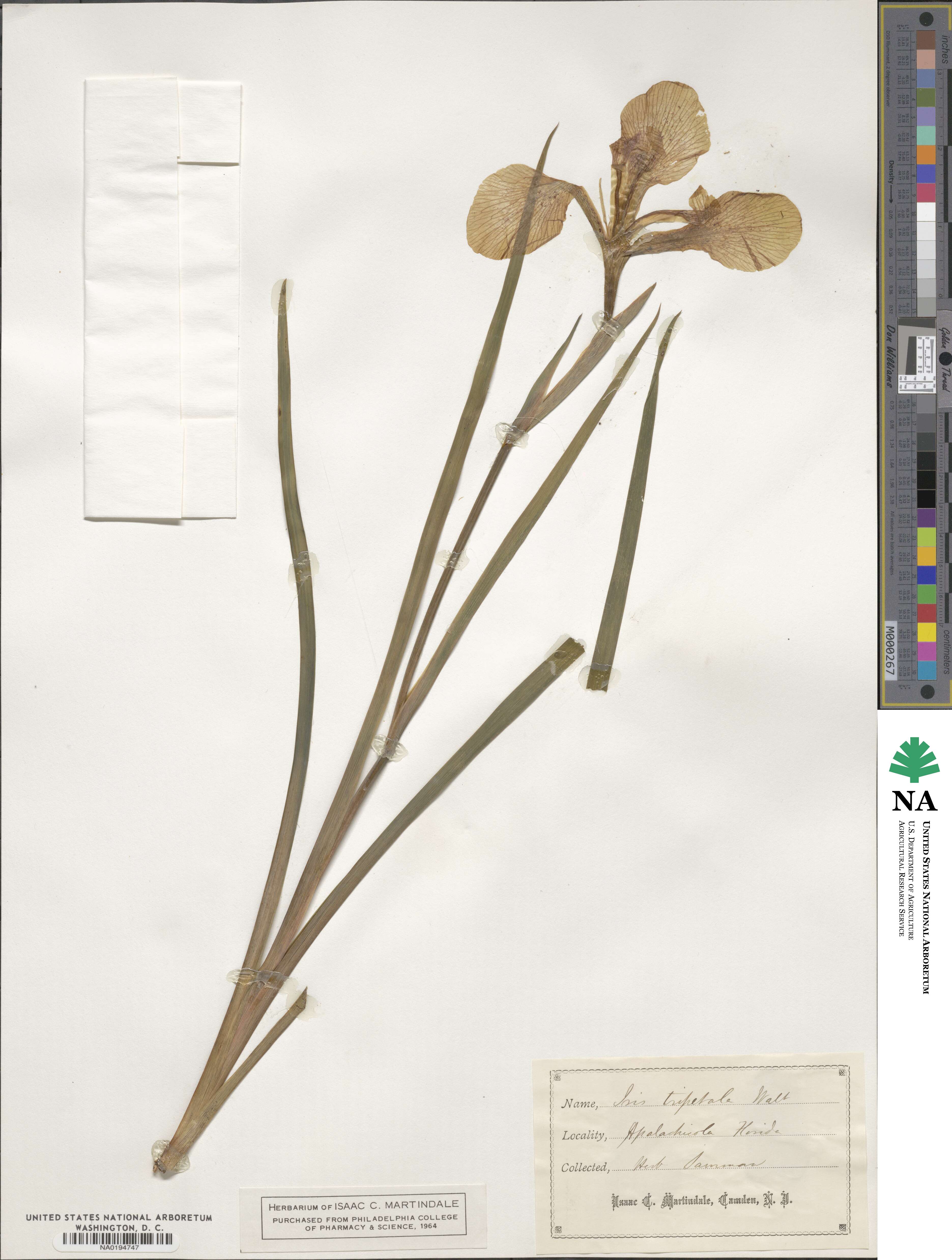 Iris tripetala image