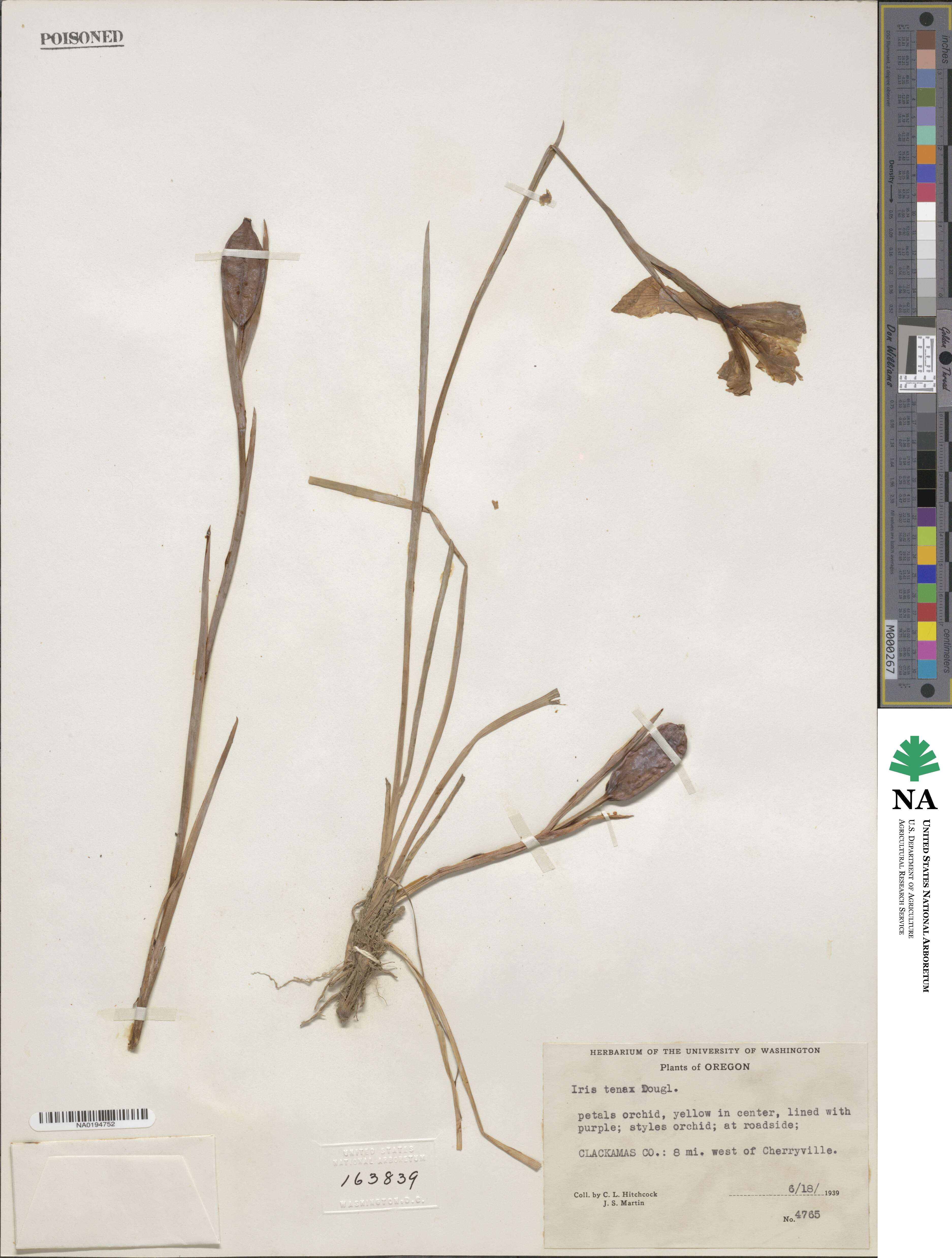 Iris tenax image