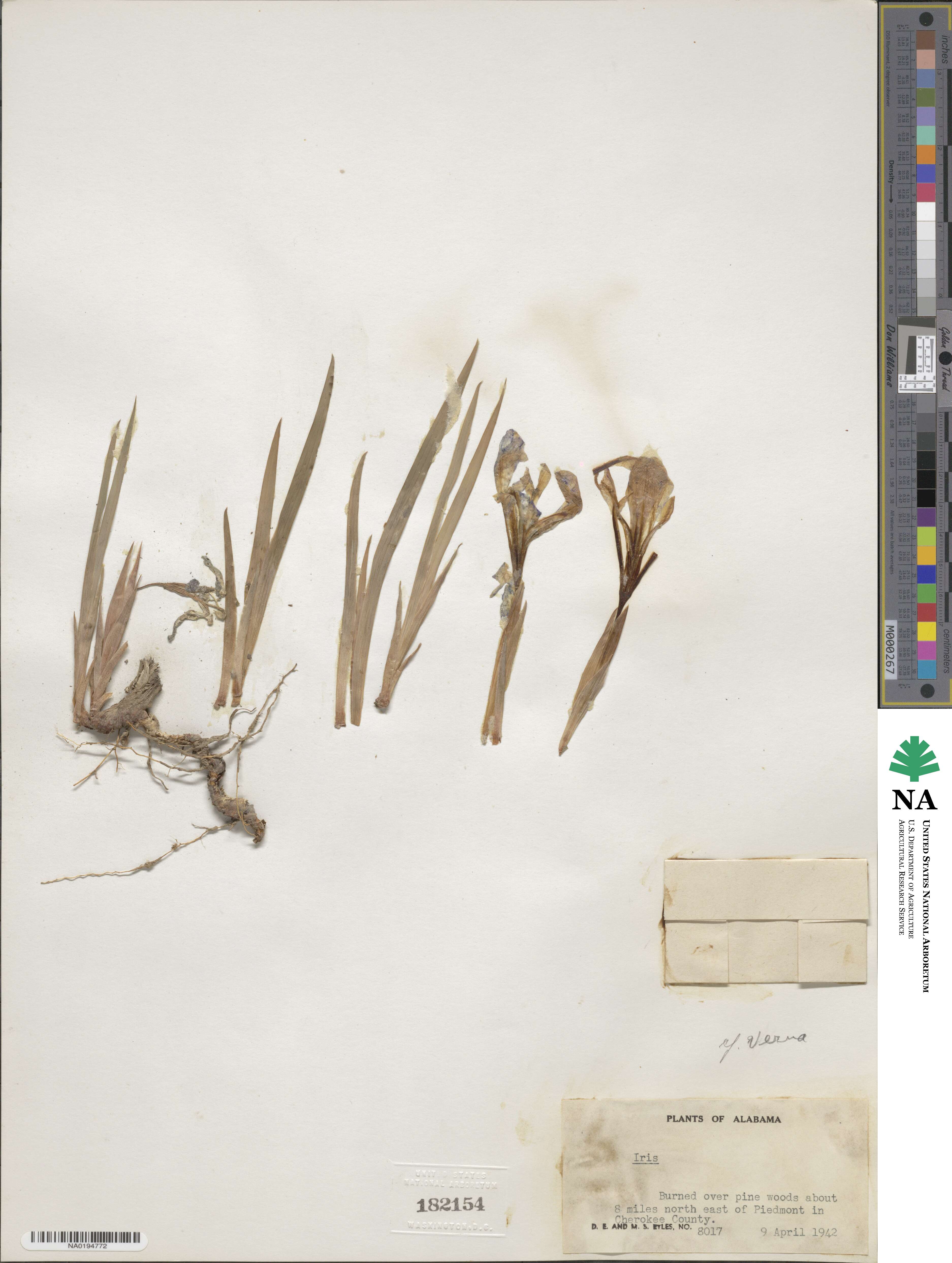 Iris verna image