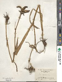 Iris versicolor image